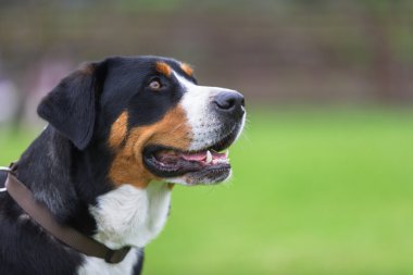 Greater Swiss Mountain Dog clipart