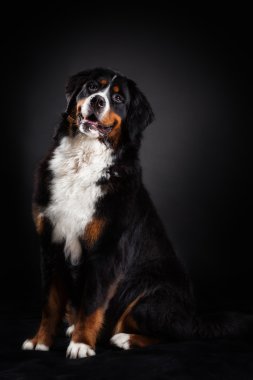 Bernese mountain dog clipart