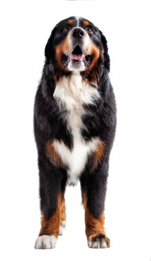 Bernese mountain dog clipart