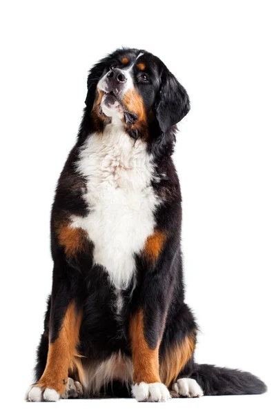 Bernese mountain dog — Stock Photo, Image