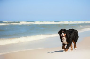 Dog on the beach clipart