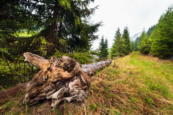 Trozo de árbol desarraigado — Foto de Stock