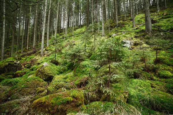 Borový les — Stock fotografie