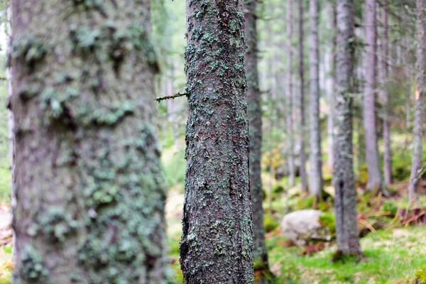 stock image Pine forest