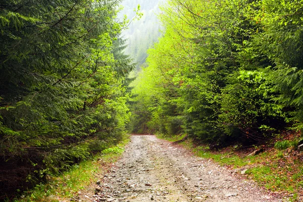 Дорога через ліс — стокове фото