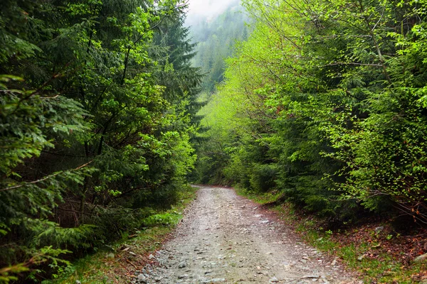 Дорога через ліс — стокове фото