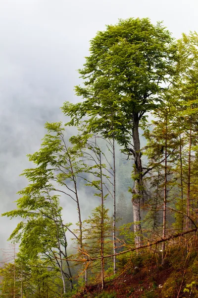 Дерева в туман — стокове фото