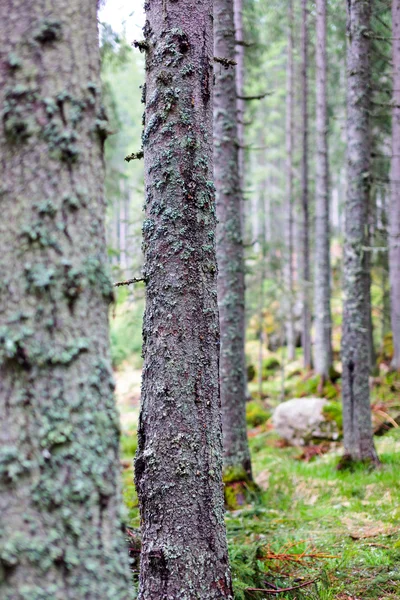 Bosque de pino Imagen de archivo