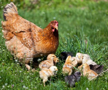 Chicken with babies clipart