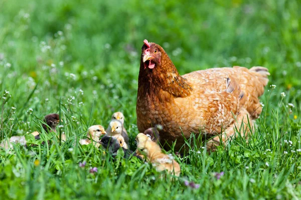 Hühner mit Babys — Stockfoto