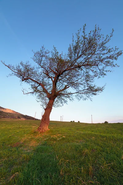 Drzewa grabu na zachodzie słońca — Zdjęcie stockowe