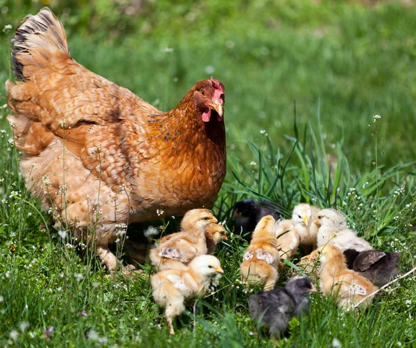 Chicken with babies Stock Picture