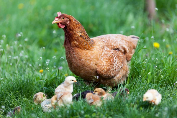 Chicken with babies Stock Image