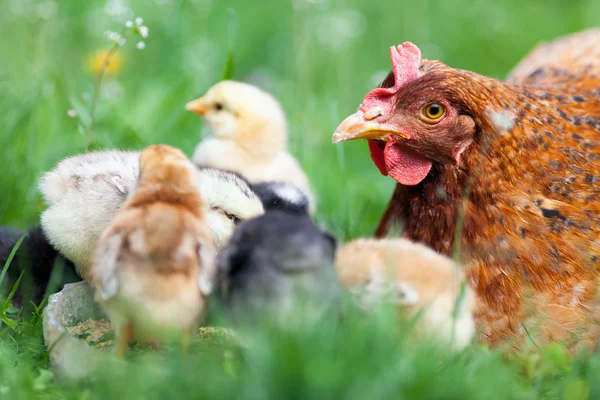 Chicken with babies Royalty Free Stock Images