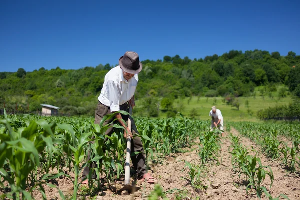 Família trabalhando a terra — Fotografia de Stock