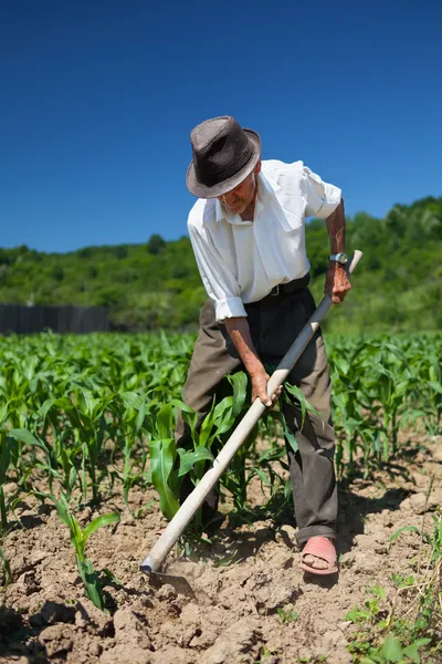 Oude man de maïsveld wieden — Stockfoto