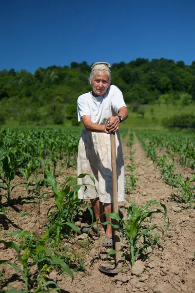 Старша сільська жінка в кукурудзяному полі — стокове фото