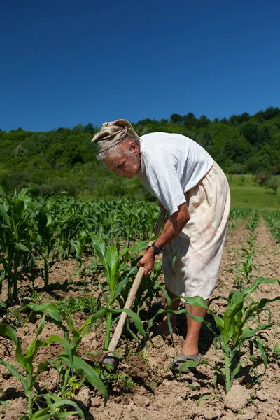 Senior rural woman in the corn field — Stock Photo, Image