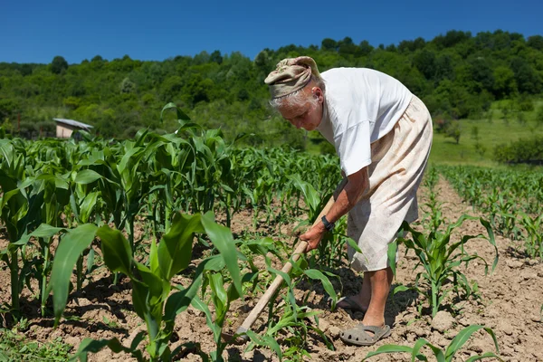 Старшая сельская женщина на кукурузном поле — стоковое фото