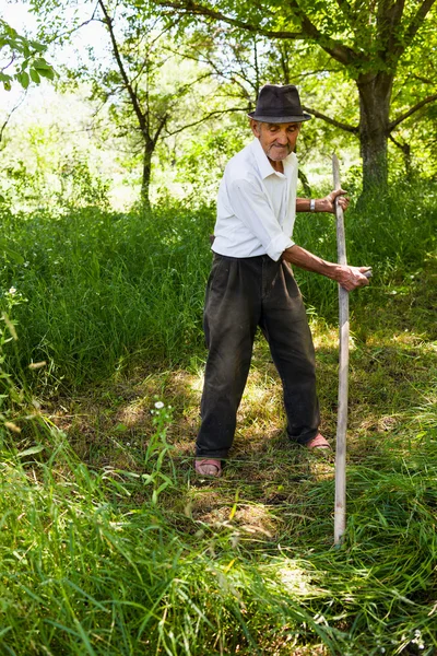 Старший фермер косит с винтажной косой — стоковое фото