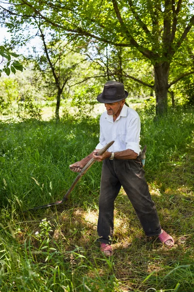 Старший фермер косит с винтажной косой — стоковое фото