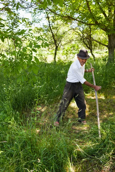 Senior farmer mowing with vintage scythe — Stock Photo, Image