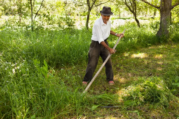 Senior-Landwirt mäht mit alter Sense — Stockfoto