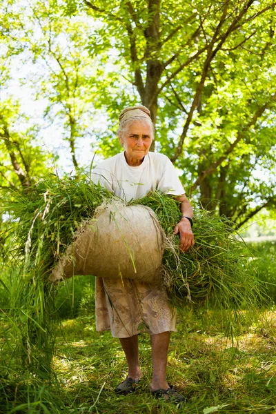 Donna anziana accumulando erba falciata — Foto Stock