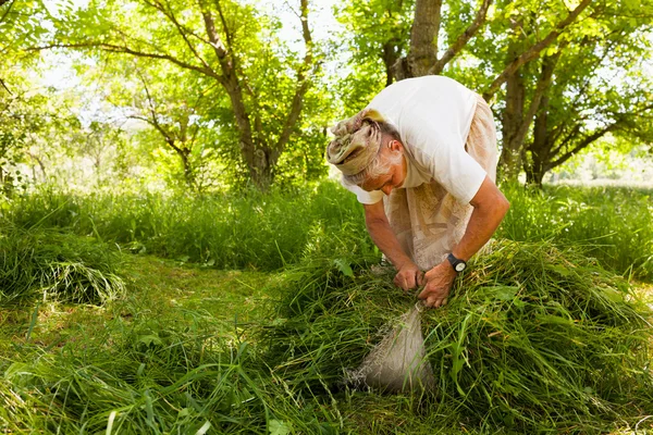 Mujer mayor apilando hierba segada —  Fotos de Stock