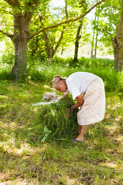 Senior vrouw opstapelen gemaaid gras — Stockfoto
