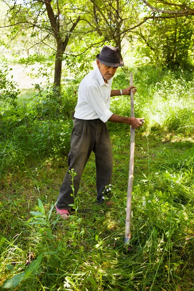 Senior-Landwirt mäht mit alter Sense — Stockfoto
