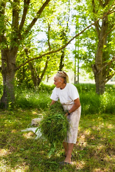Mujer mayor apilando hierba segada — Foto de Stock