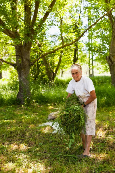 Старша жінка збирає скошену траву — стокове фото