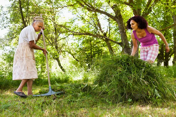 Donna anziana accumulando erba falciata — Foto Stock
