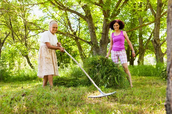 Äldre kvinna stapla mejade gräset — Stockfoto