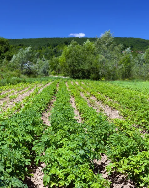 Картофельное поле возле леса — стоковое фото