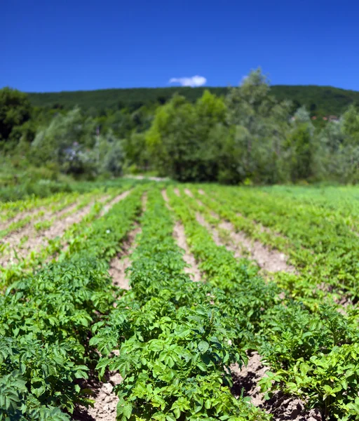 Potatoes field near forest — Stock Photo, Image