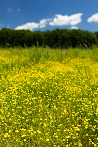 Small celandine field (Ficaria Ranunculoides) — Stock Photo, Image
