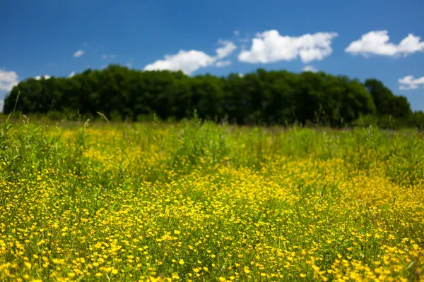 Small celandine field (Ficaria Ranunculoides) — Stock Photo, Image