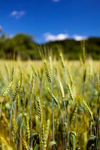 Пшеничні поля крупним планом — стокове фото