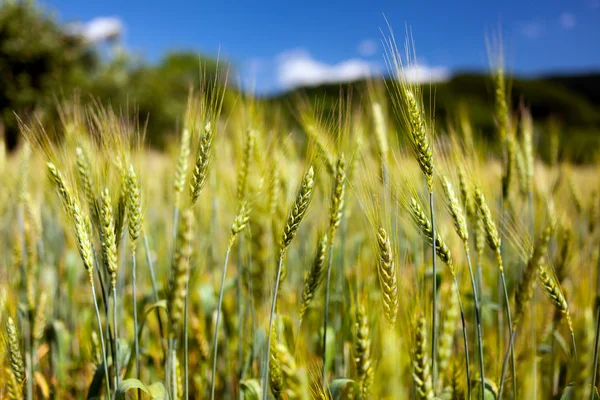 Fecho do campo de trigo — Fotografia de Stock
