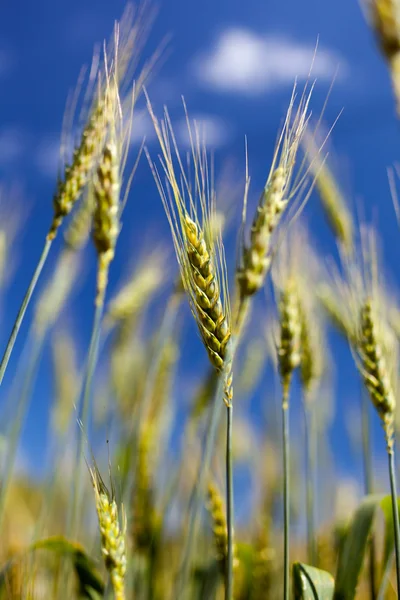 Fecho do campo de trigo — Fotografia de Stock