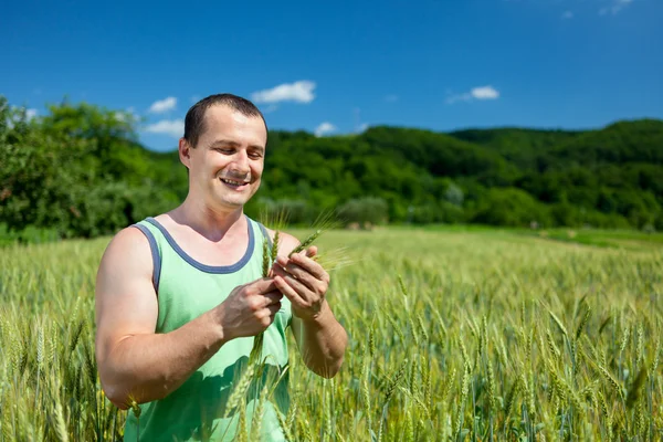麦畑の農家 — ストック写真