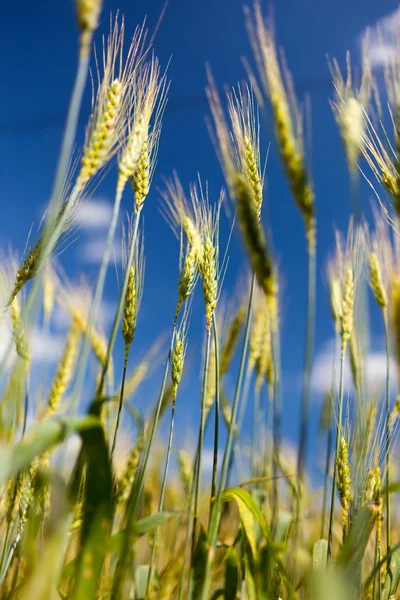 Primo piano del campo di grano — Foto Stock