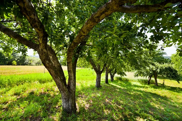 Manzanas inmaduras en los árboles — Foto de Stock
