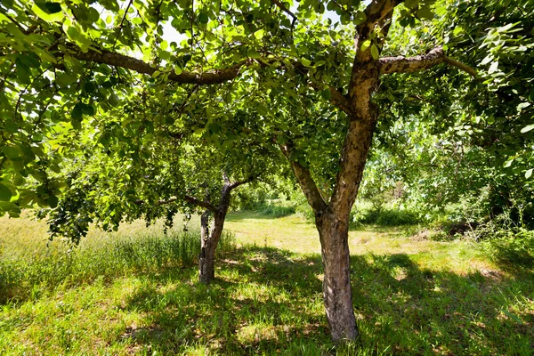 Pommes non mûres dans les arbres — Photo