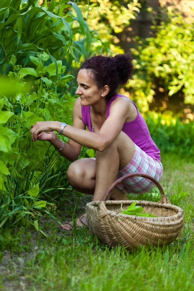 Jonge vrouw landbouwer plukken tuinkers — Stockfoto