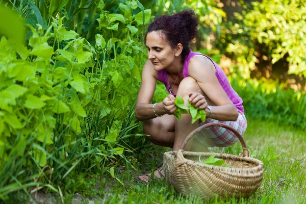 Kobieta młody rolnik pobrania rzeżucha — Zdjęcie stockowe