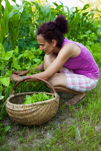 Genç kadın çiftçi malzeme çekme tere — Stok fotoğraf