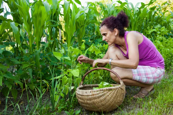 Young woman farmer picking cress — Stock Photo, Image